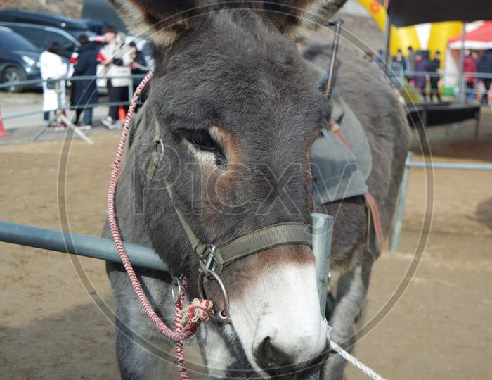 Close-Up On A Donkey Head Profile In A Natural Environment In Day Time