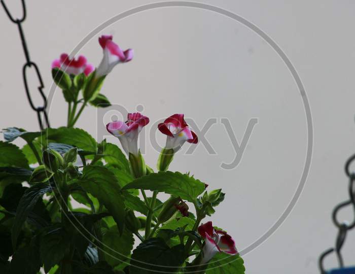 Morning Glory flower. Purple-pink morning glory flower in garden. Beautiful flower plant to keep in balcony garden