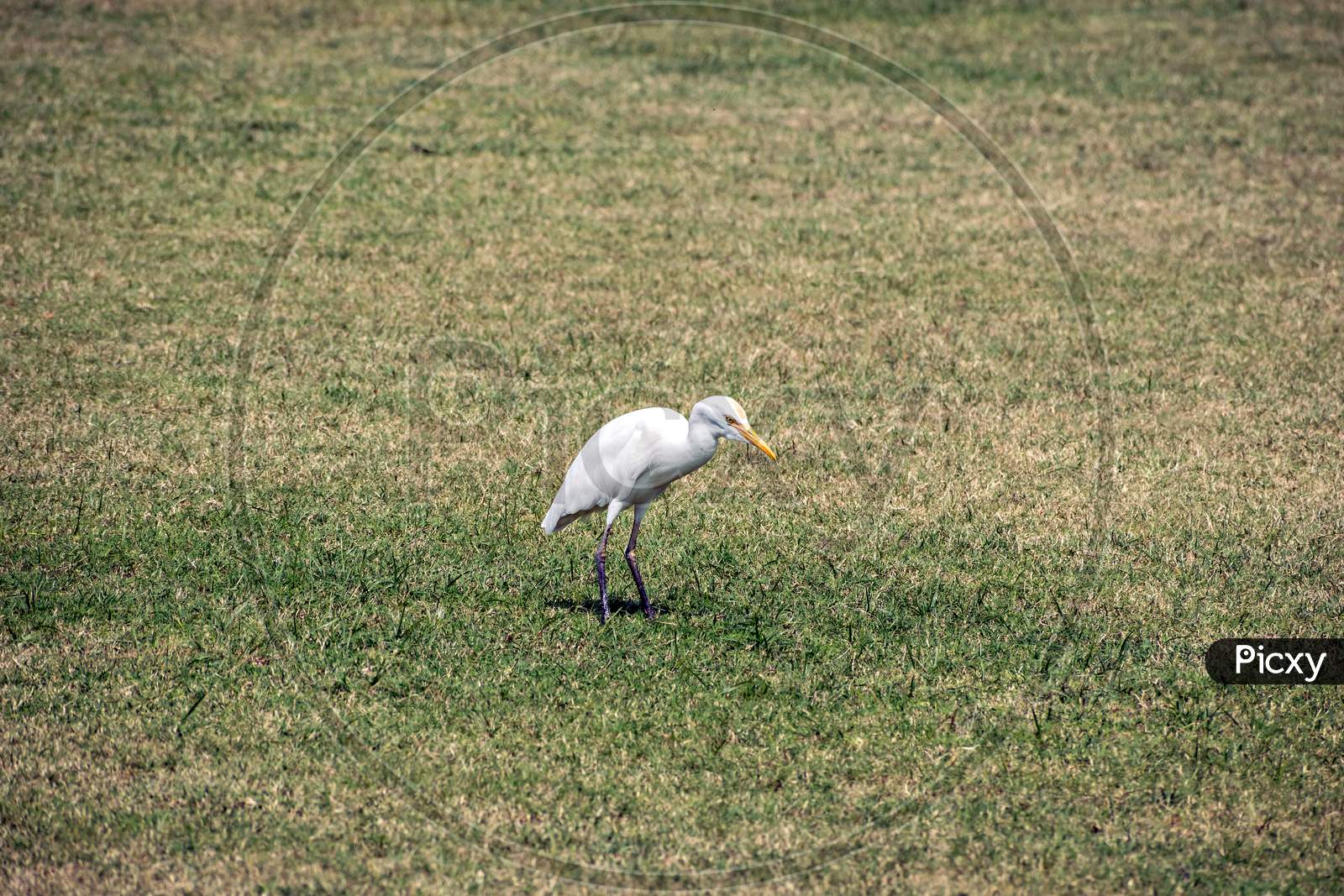 Isolated Image Of Little Egret Bird(Egretta Garzetta) In Open Lawn.