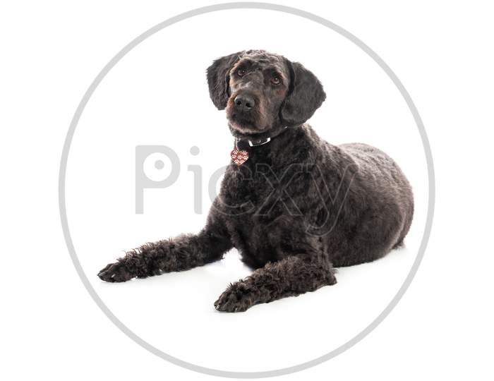 An Inquisitive Black Labradoodle Lay On White Studio Background