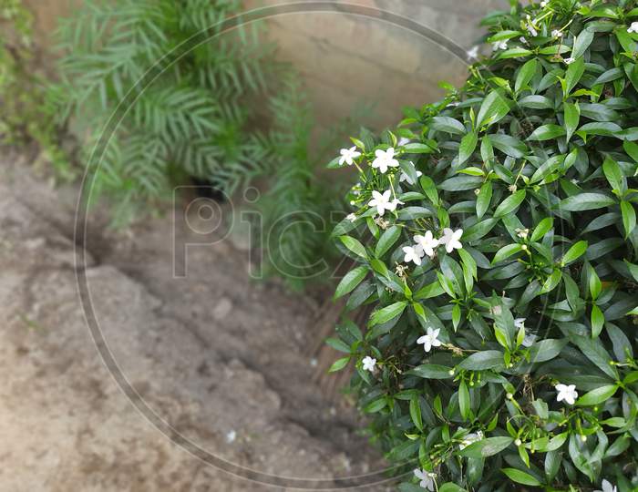 White Flower image in Garden,Flower tree ,Background Blur, Selective Focus