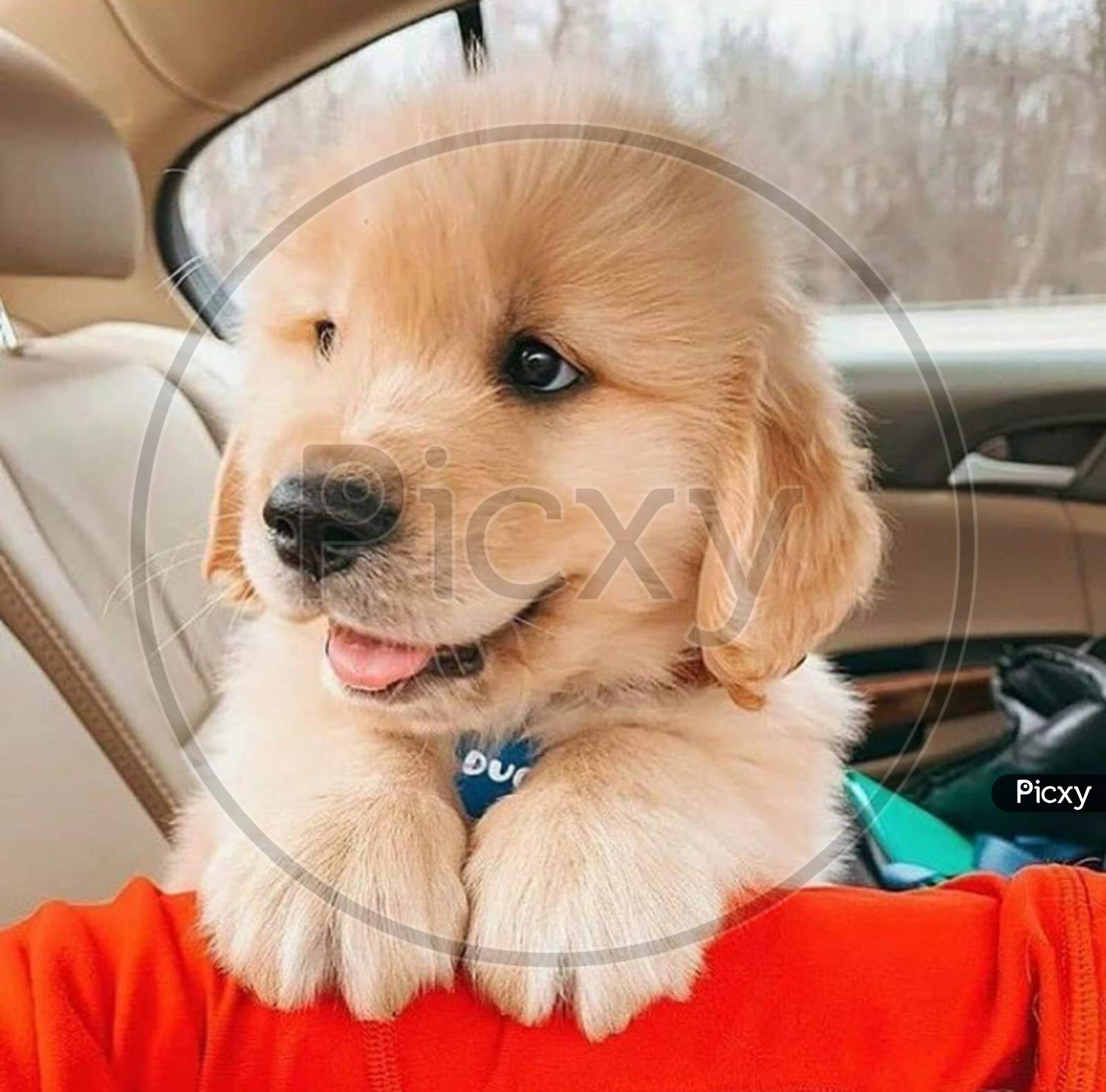 Puppy in a car