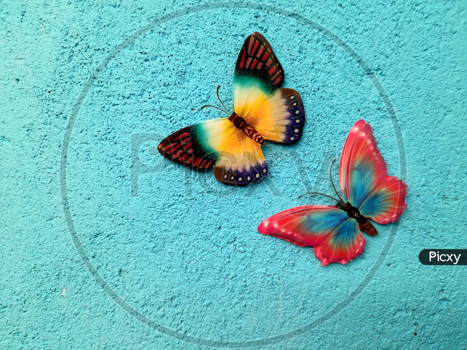 Beautiful butterfly  image in blue wall, Butterfly image, two Butterfly image, Selective Focus, Background