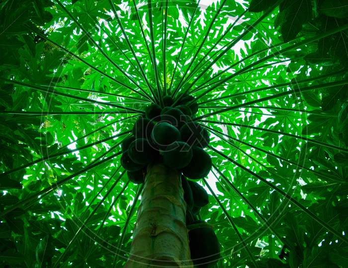 View of papaya tree with detailed growing papayas, typically tropical tree with green circle of light around the tree.