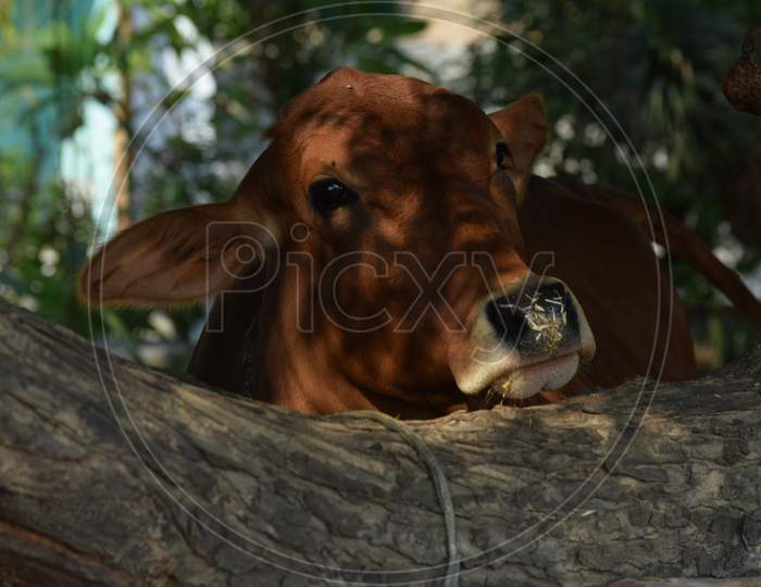 Indian cow under at tree