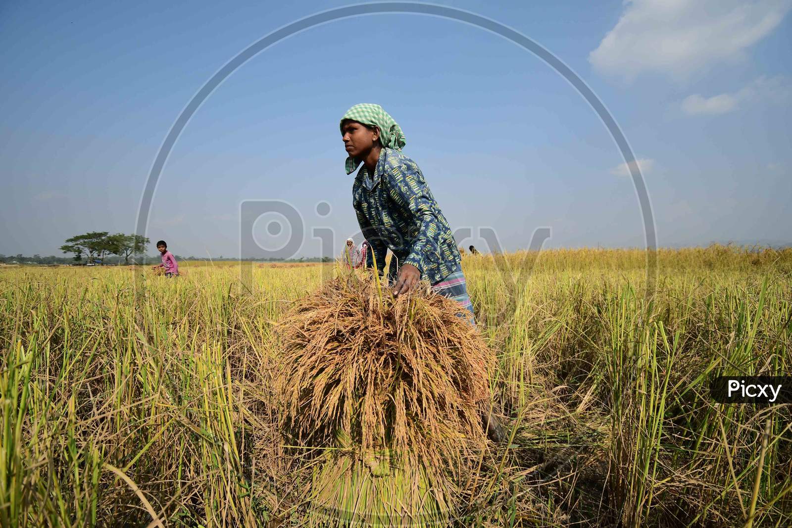 A woman farmer harvesting rice paddy in a field, at a village  in Nagaon District of Assam on Nov 18,2020.