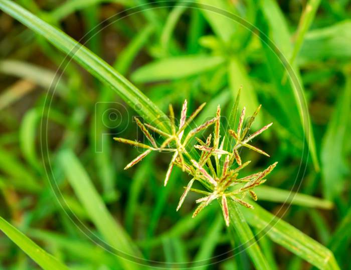 There Are Grass Flowers In The Green Crop Field. Exposed To The Light Of Nature.