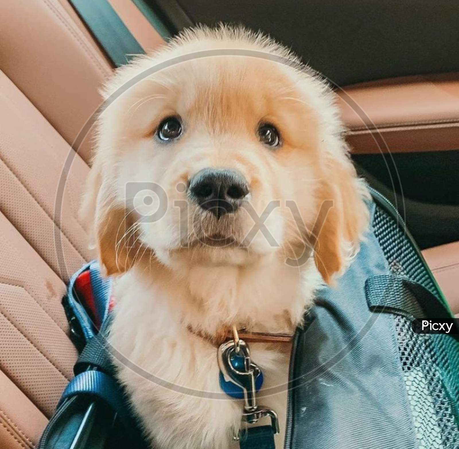 A puppy poping out from bag