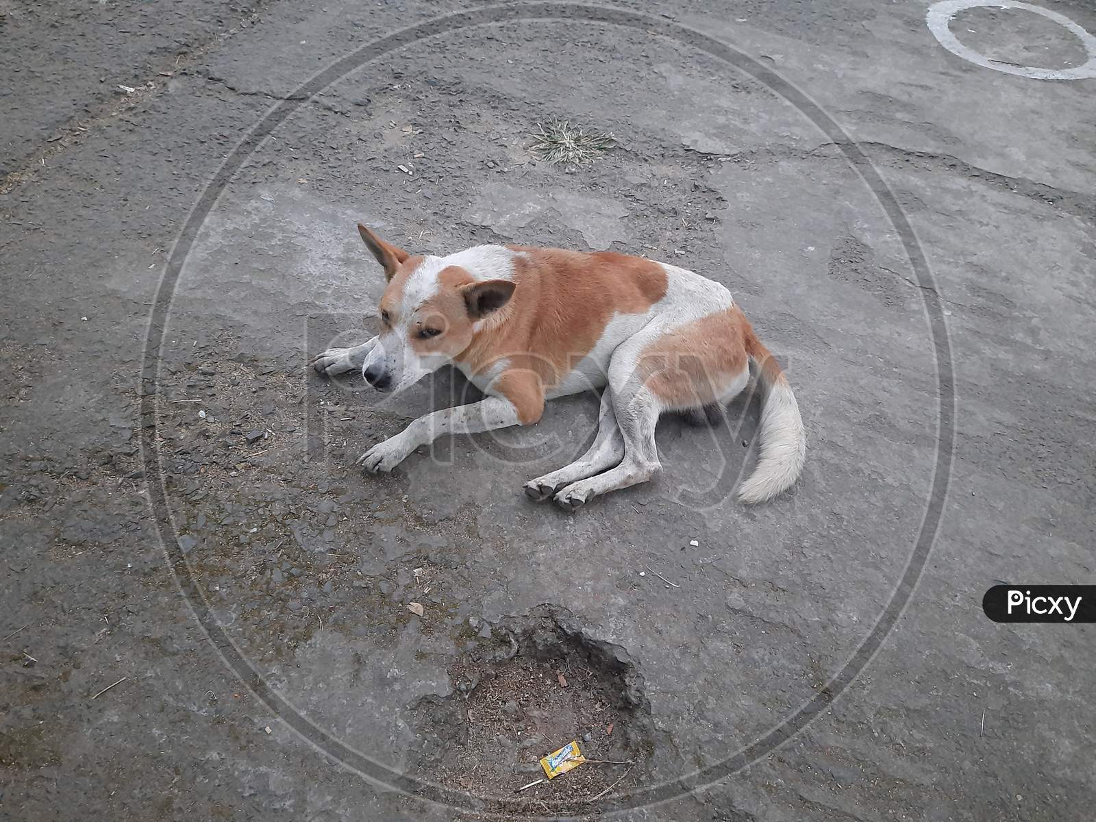 Red Dog image  in the Road, dog iimage, Selective Focus, Background Blur