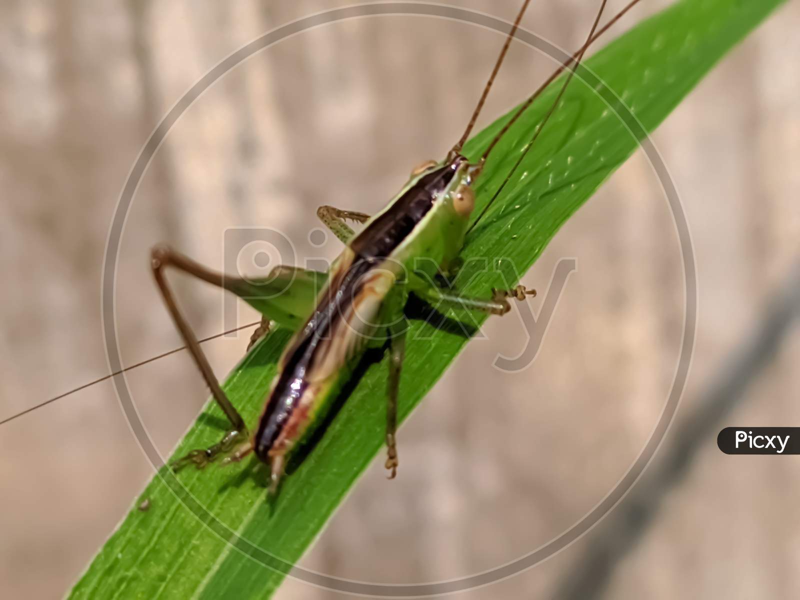 Grasshopper insect on leaf garden Grasshopper
