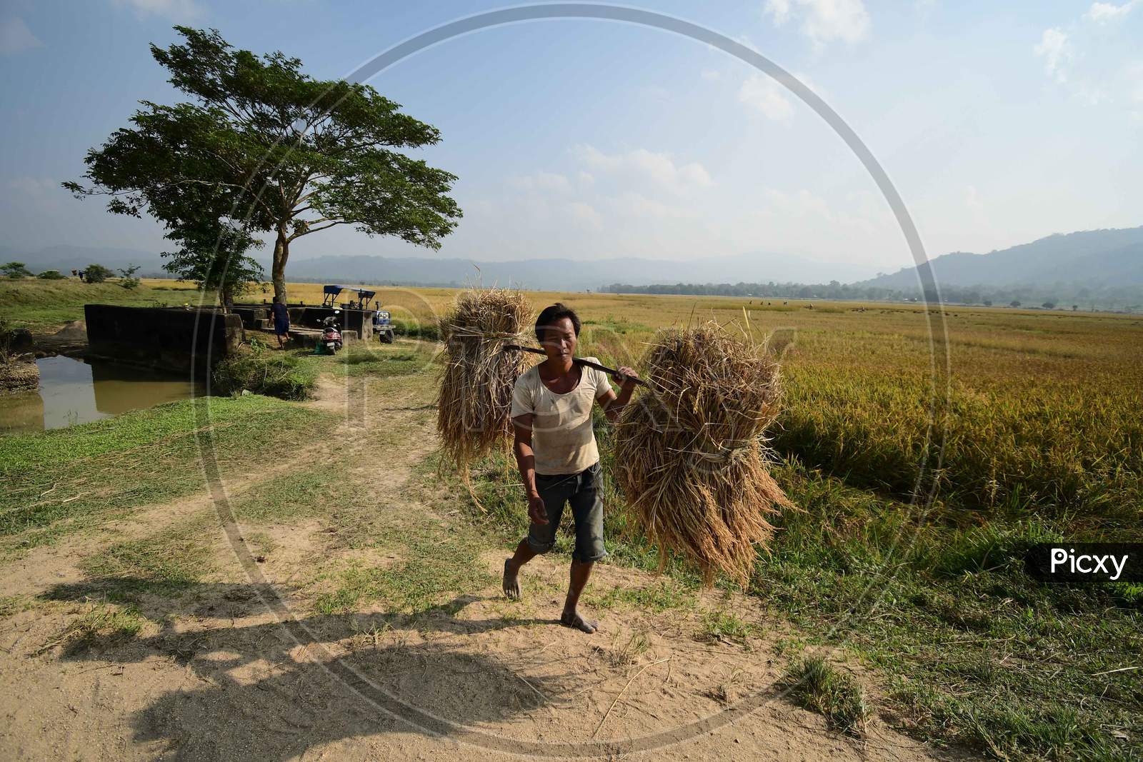 A farmer carries harvested rice paddy in a field  in Nagaon District of Assam  on Nov 18,2020.
