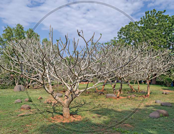 Dry tree in Garden in the spiritual town of Auroville, Pondicherry.