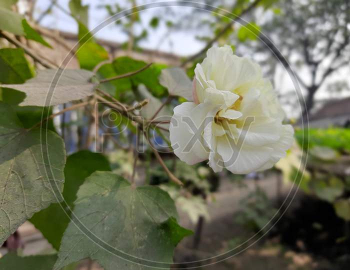 White Flower image and Planet,Flower tree ,BackgroundBlur, Selective Focus