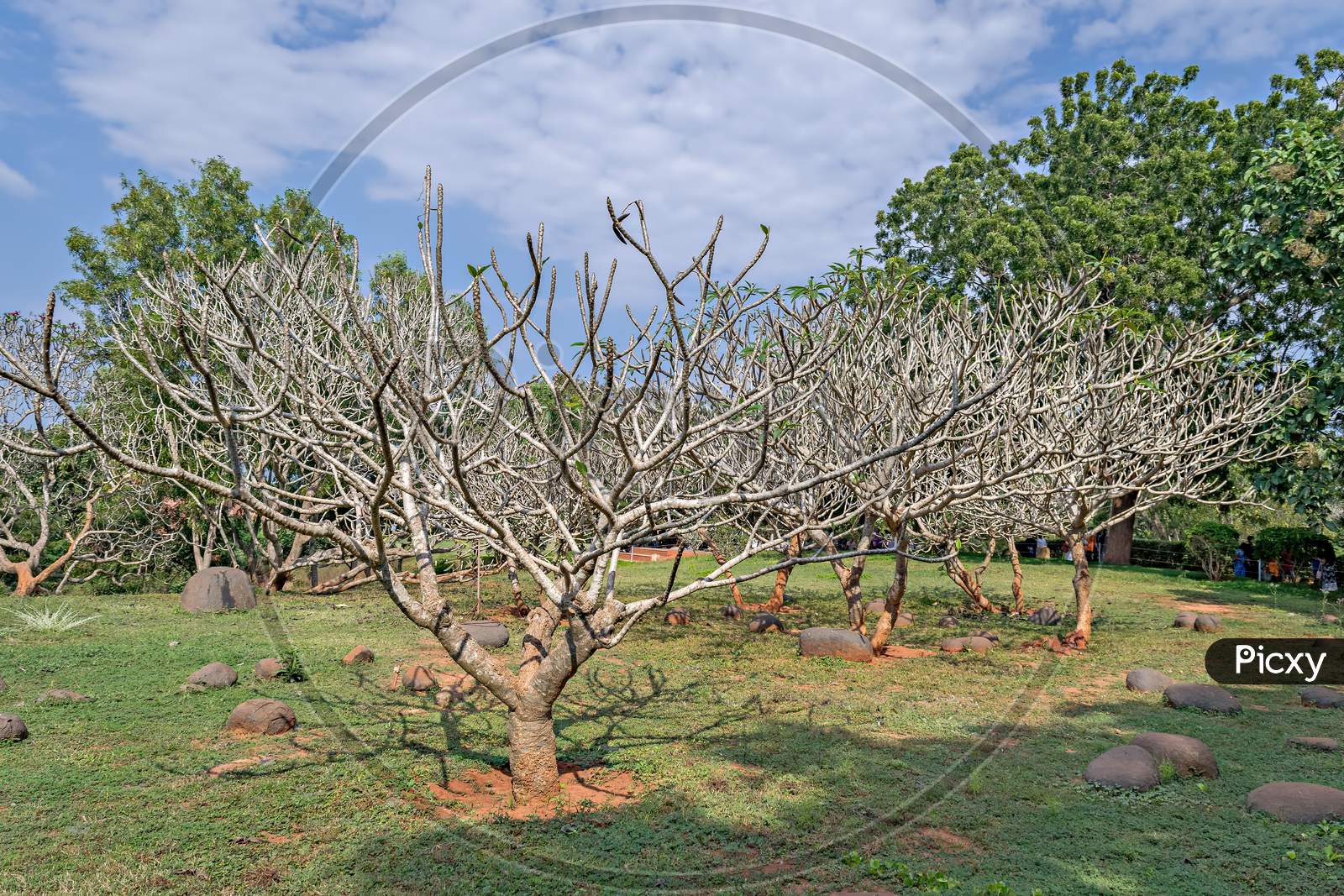 Dry tree in Garden in the spiritual town of Auroville, Pondicherry.