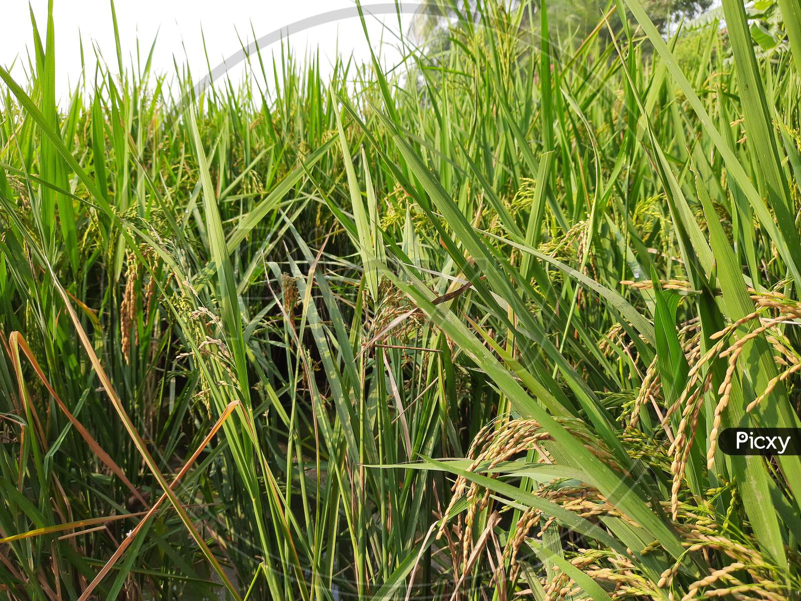 Grass image, Green Grass image, Selective Focus, Background