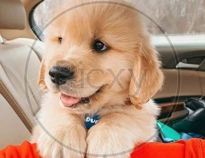 Puppy in a car