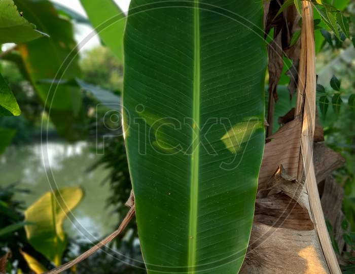 Banana Leaf  image in garden, Banana Leaf, Background, Nature