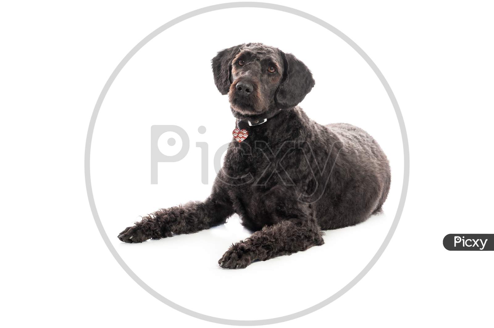 An Inquisitive Black Labradoodle Lay On White Studio Background