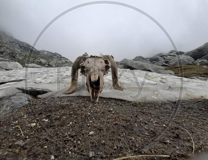 Wild mountain sheep skull on snow of Minkiani pass
