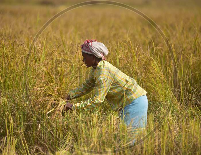 A woman farmer harvesting rice paddy in a field, at a village  in Nagaon District of Assam on Nov 18,2020
