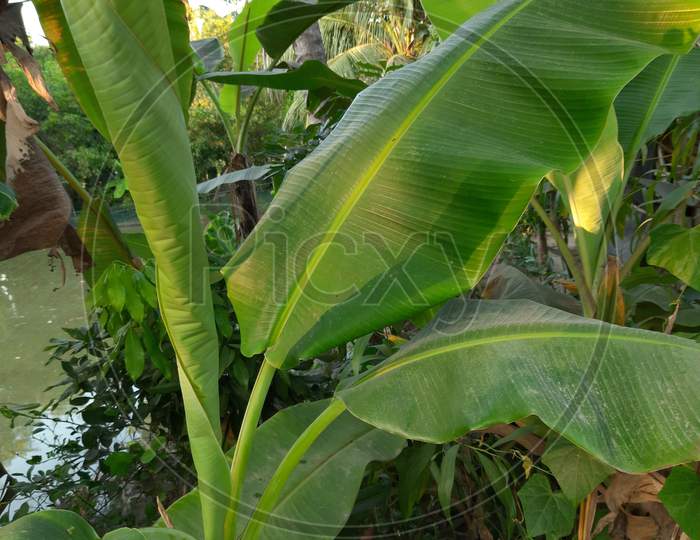Banana Leaf  image in garden, Banana Leaf, Background, Nature