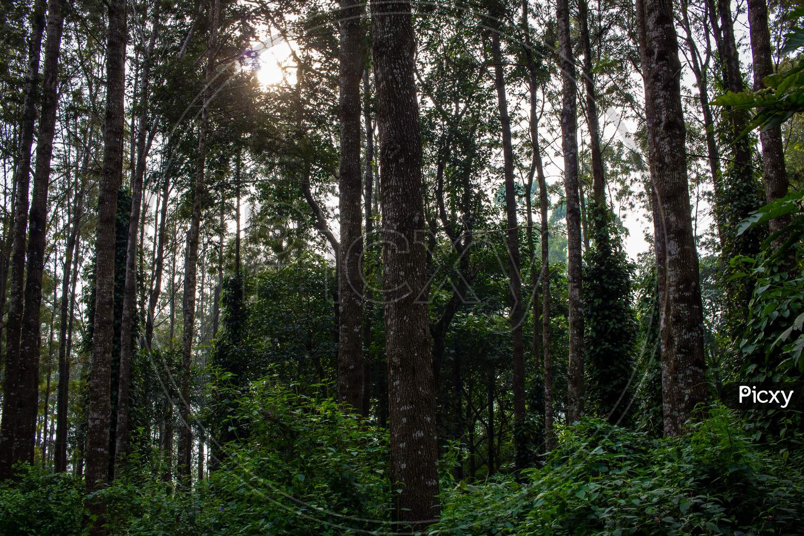 Scenic View Of The Trees Providing Shade To Coffee Plantations In Yercaud Hill Station, Tamil Nadu, India