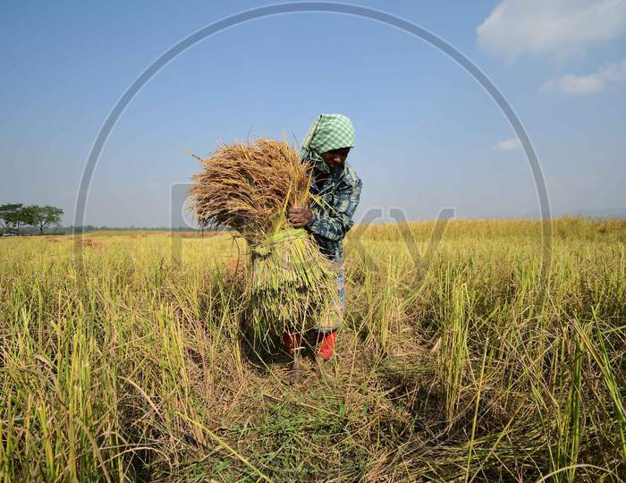A woman farmer harvesting rice paddy in a field, at a village  in Nagaon District of Assam on Nov 18,2020.