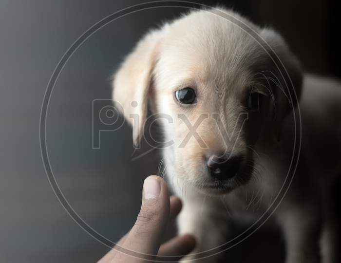 Labrador puppy palying with human hand
