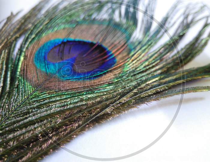 Multi color peacock feather