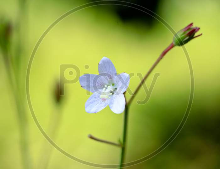 White Color Flower Of A Weed Plant