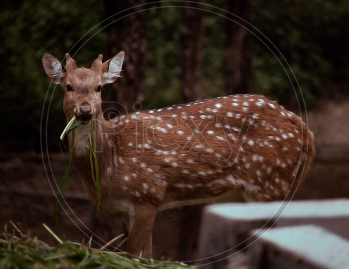Wild Deer Eating grass