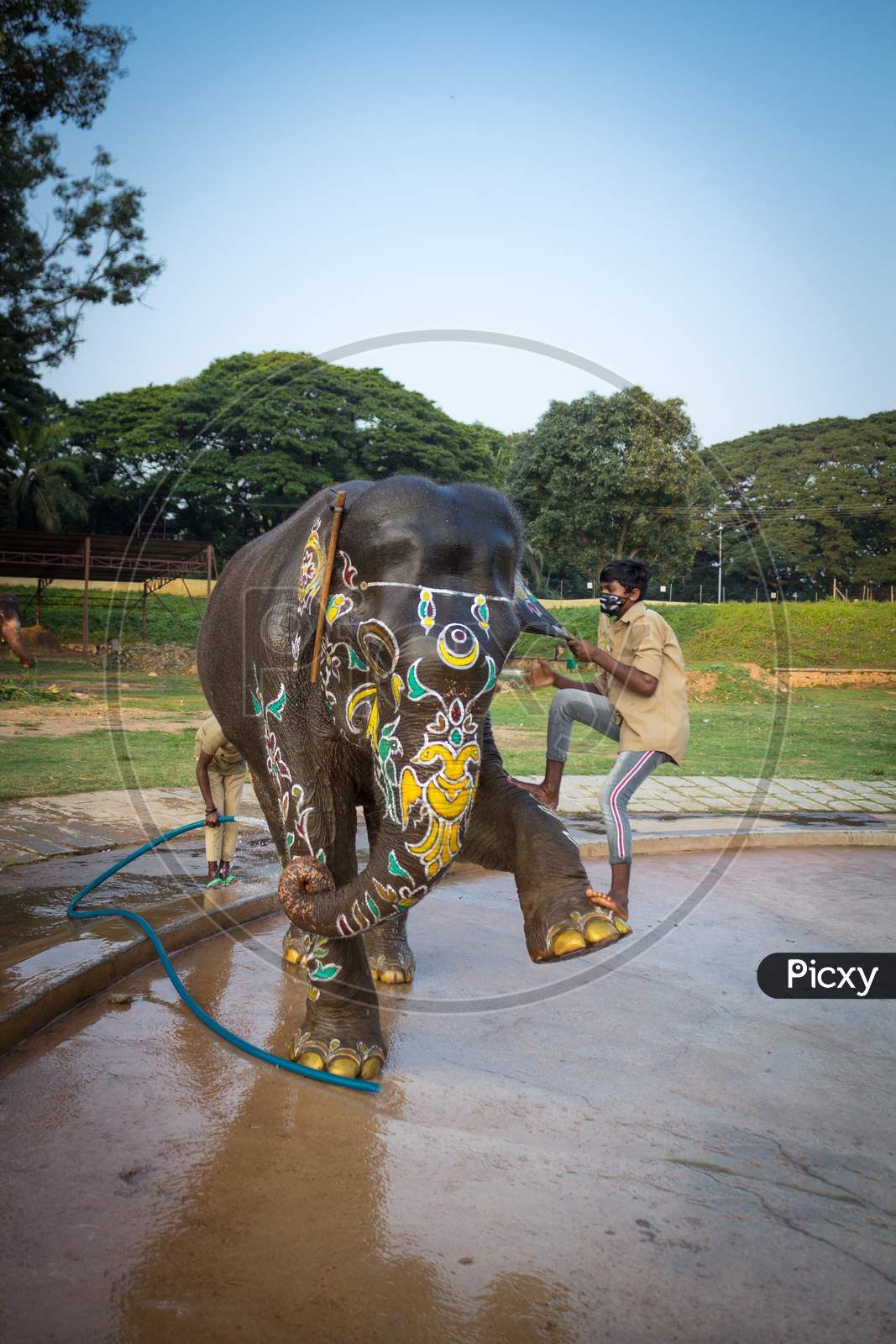 A Mahout is seen climbing on the She Elephant preparing for the Dasara festival Parade at Palace Stable in Mysuru cityscape of Karnataka/India.