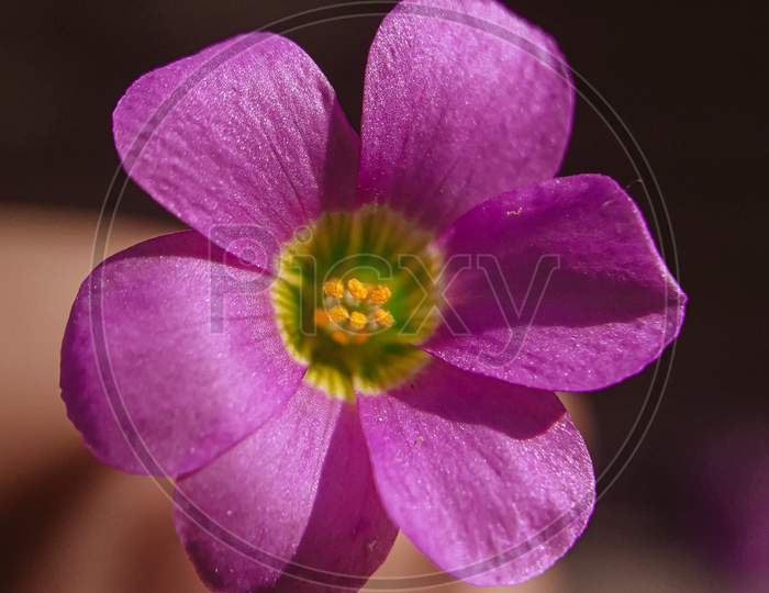 violet wood sorrel flower ..