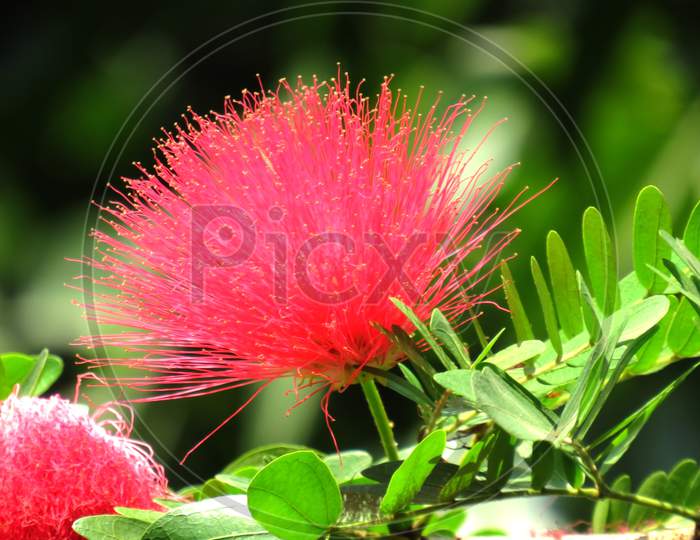 Beautiful Flower ( Calliandra ) image.