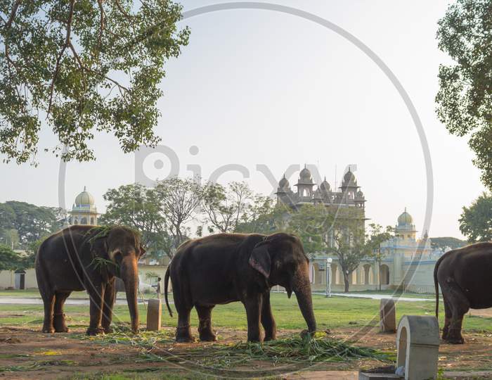 Elephants in their Leisure activity in the Royal Palace premises during Dasara festival in Mysore city of Karnataka/India.