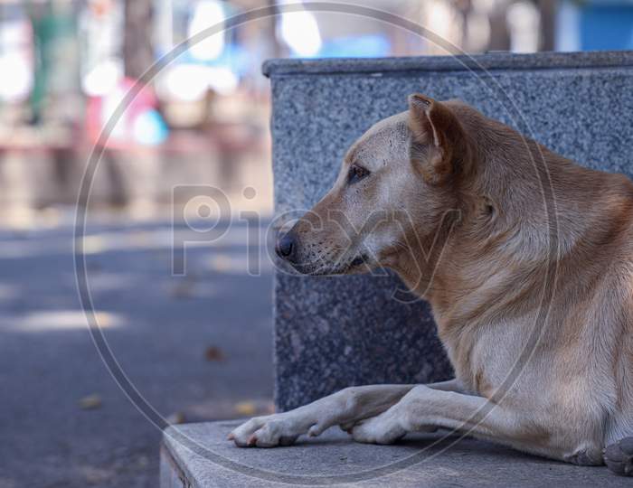 Street Dog