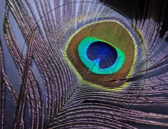 Peacock Feather aka Peafowl