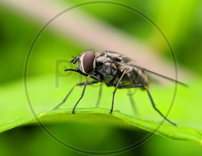 housefly on leaf garden housefly macro fly on leaf