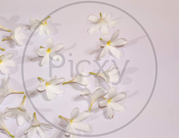 White Flower Spring Background