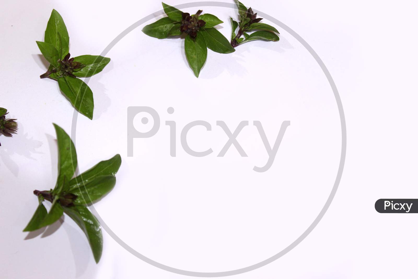Fresh Aromatic Herbs Basil Leaf