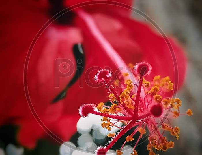 Pollen of Red flower