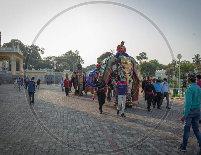 Royal Elephants with Mahouts walking back to their Stables after the Dasara Carnival at Palace in Mysuru city of Karnataka/India.