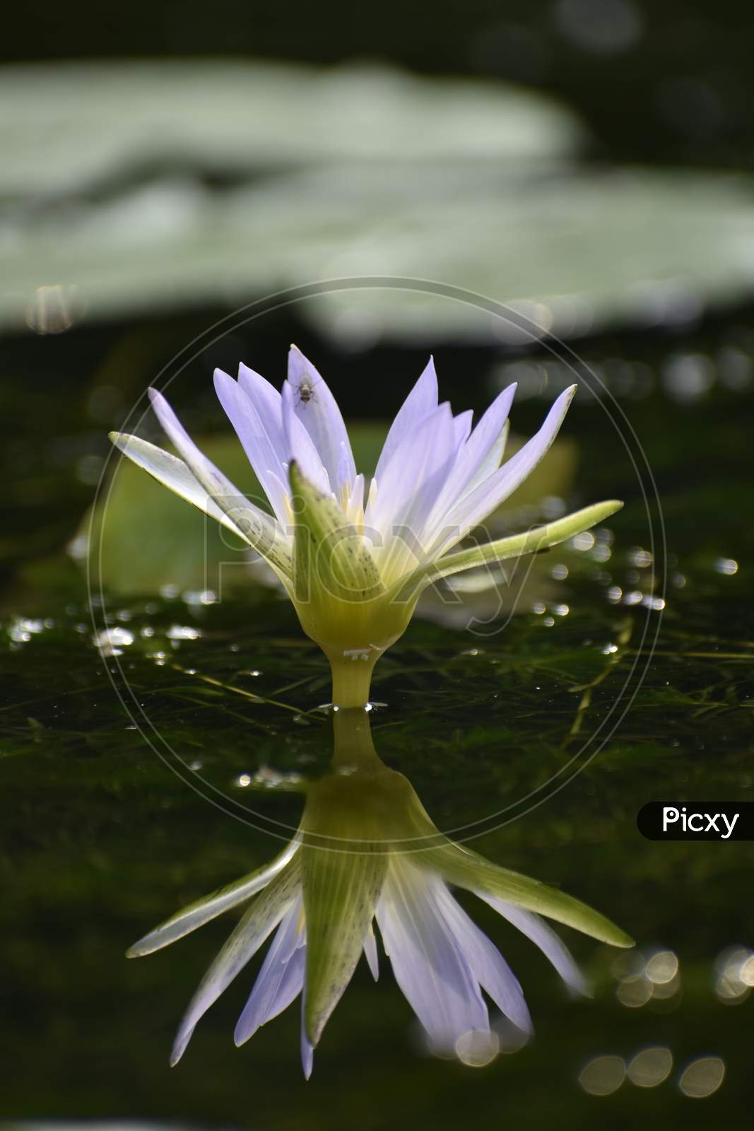 Beautiful white Water lilies