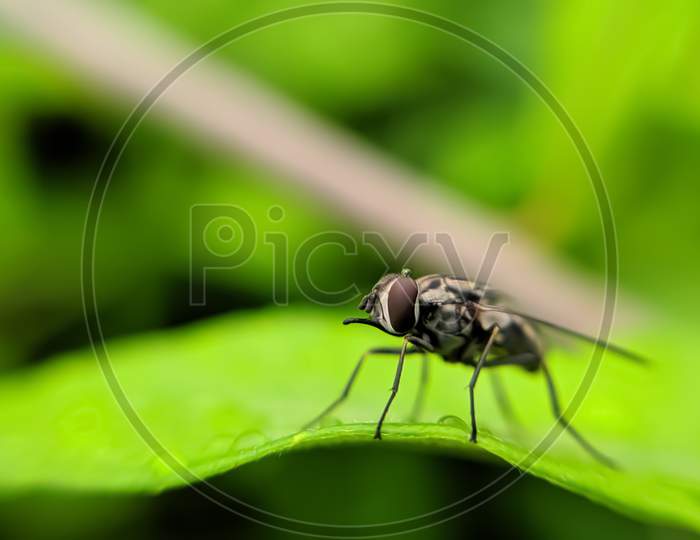 housefly on leaf garden housefly macro fly on leaf