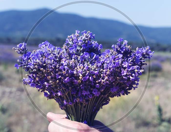 Fresh bouquet of fragrant lavender