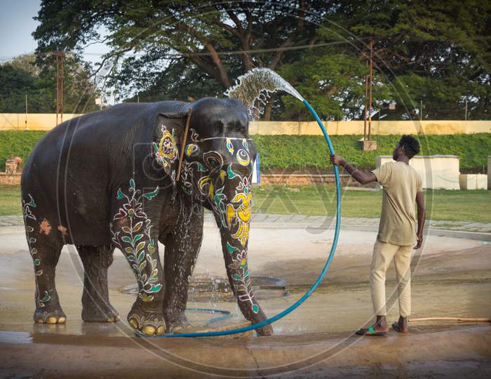 A Mahout is seen giving a much needed Shower for the Royal Elephant for the participation in the Dussehra festival at Mysuru in Karnataka/India.