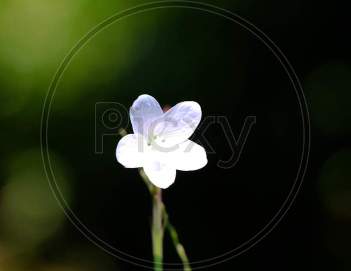 White Color Flower Of A Weed Plant