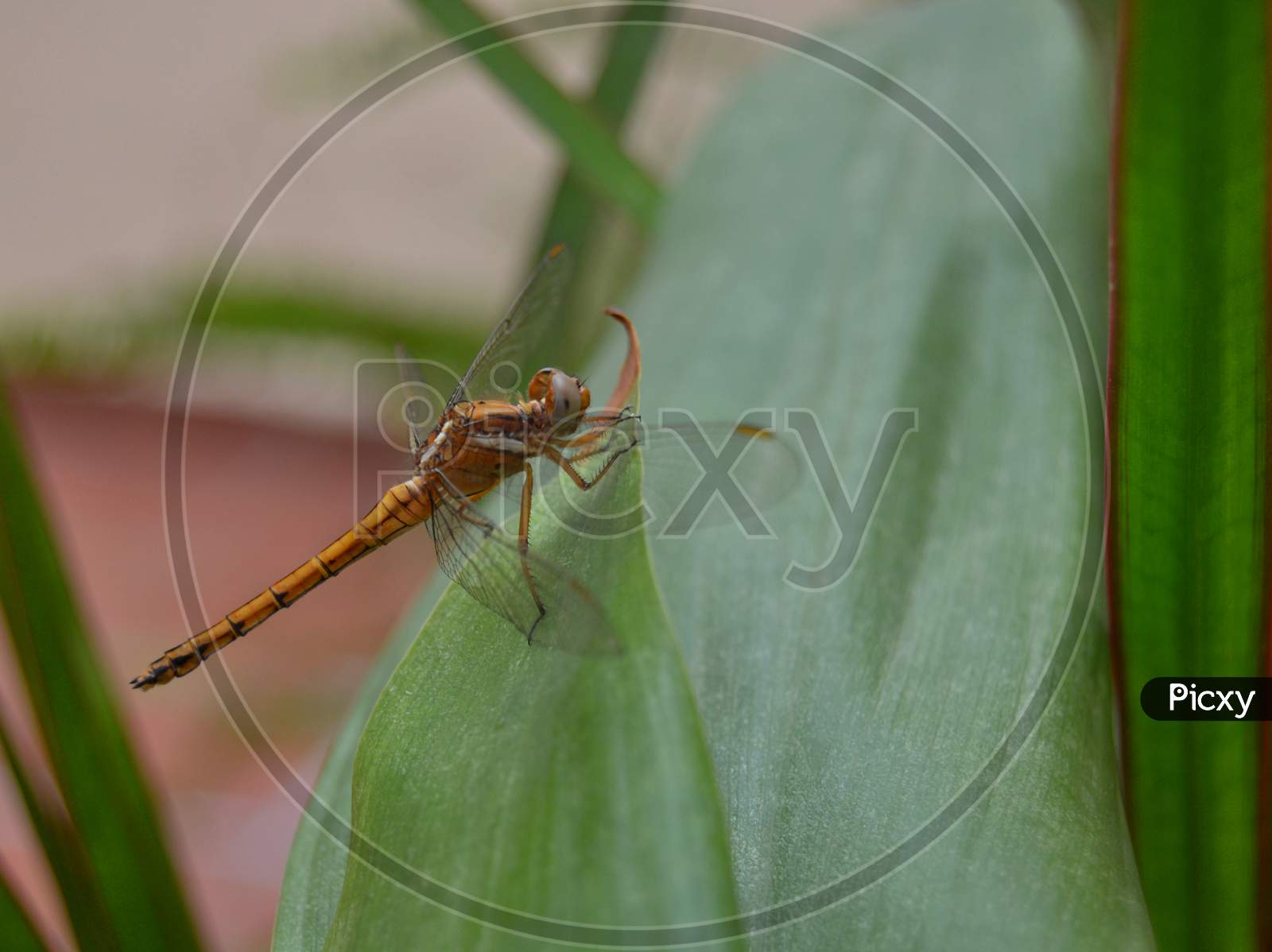 Dragonfly Perched On A Leaf