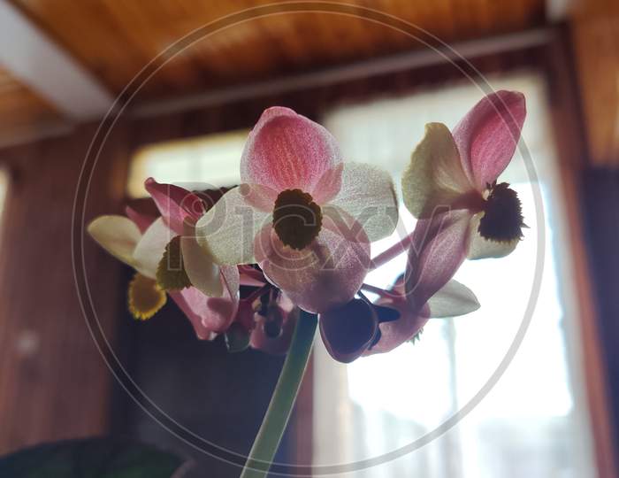 Begonia flower