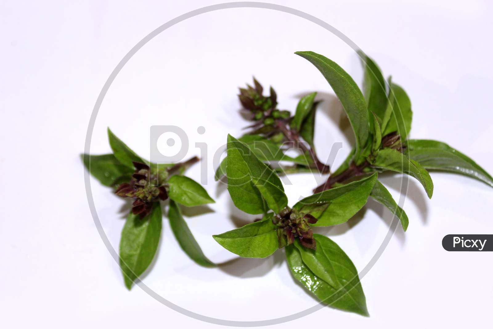 Fresh Aromatic Herbs Basil Leaf